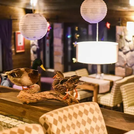 Jollykop * קופאוניק